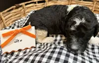 Leo, a male Labradoodle for sale in Conway, AR – 2 of 2