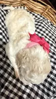 Penelope, a female Labradoodle for sale in Conway, AR – 4 of 5