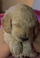 Dolly, a female Labradoodle for sale in Conway, AR – 2 of 4