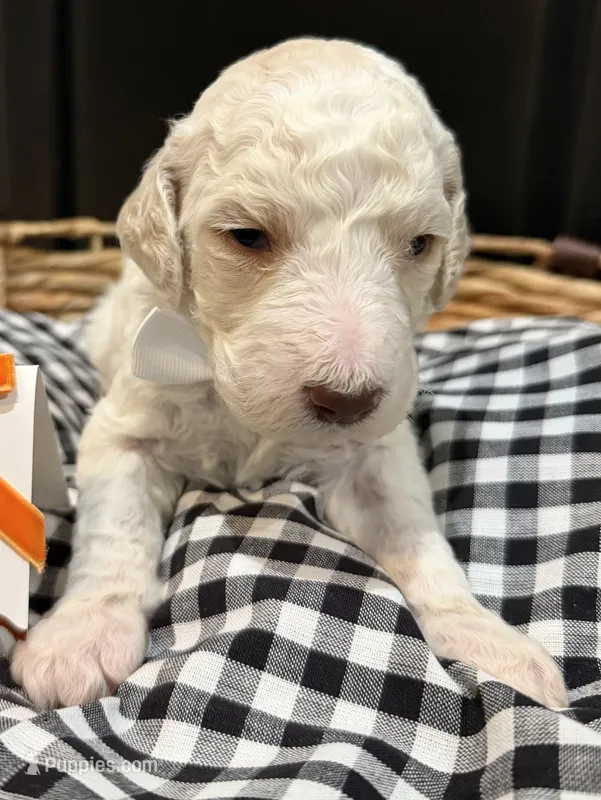 Cruise – Labradoodle puppy for sale in Conway, AR