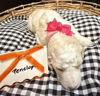 Penelope, a female Labradoodle for sale in Conway, AR – 2 of 5