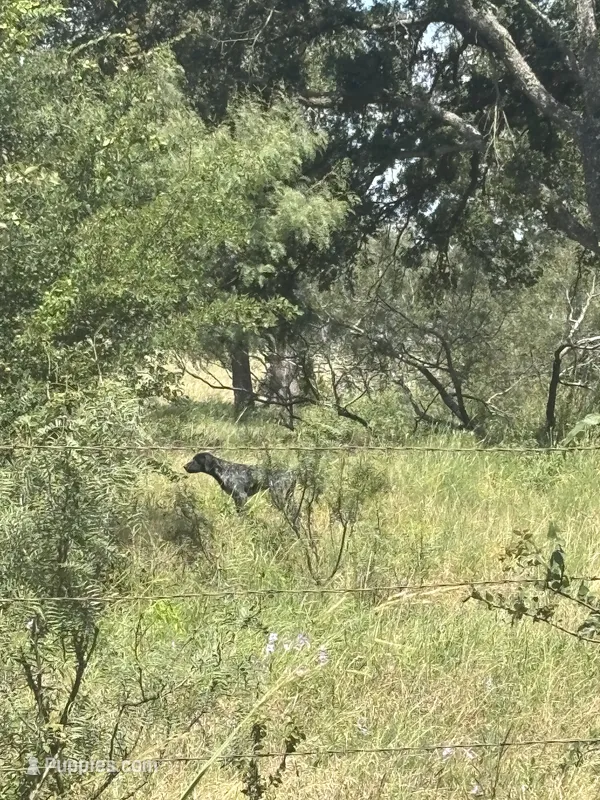 Dude – German Shorthaired Pointer puppy for sale in Thorndale, TX