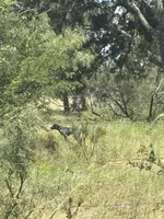 Dude, a male German Shorthaired Pointer for sale in Thorndale, TX – 1 of 5