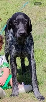 Dude, a male German Shorthaired Pointer for sale in Thorndale, TX – 2 of 5