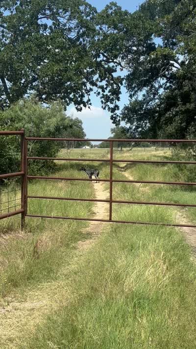 Dude, a male German Shorthaired Pointer for sale in Thorndale, TX – 5 of 5