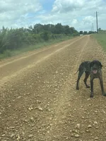 Dude, a male German Shorthaired Pointer for sale in Thorndale, TX – 3 of 5
