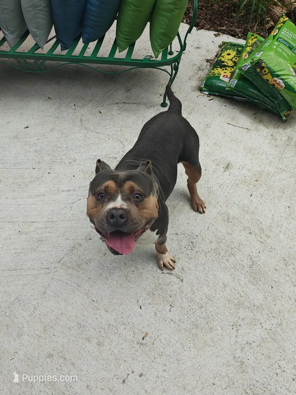 Duke  – American Bully puppy for sale in Northville, MI