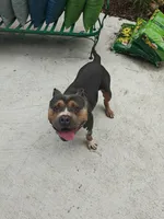 Duke , a male American Bully for sale in Northville, MI – 1 of 3