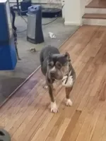 Duke , a male American Bully for sale in Northville, MI – 2 of 3