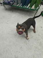 Duke , a male American Bully for sale in Northville, MI – 2 of 2