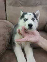 Boris, a male Siberian Husky for sale in Kerrick, MN – 2 of 3