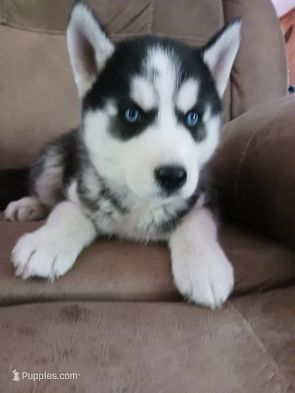 Balto – Siberian Husky puppy for sale in Kerrick, MN