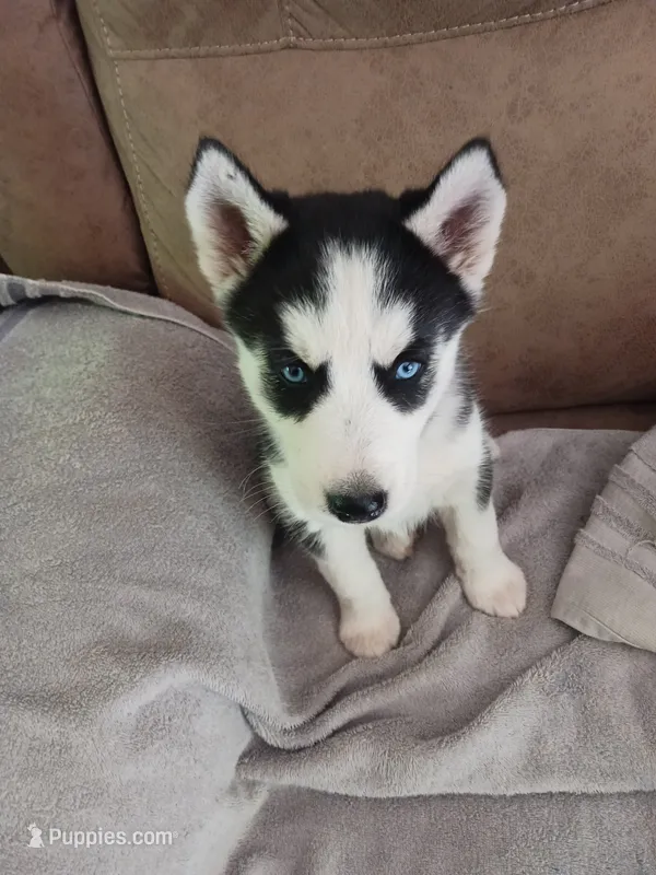 Luna – Siberian Husky puppy for sale in Kerrick, MN