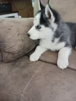 Boris, a male Siberian Husky for sale in Kerrick, MN – 3 of 3