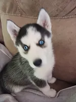 Midnight , a female Siberian Husky for sale in Kerrick, MN – 3 of 5