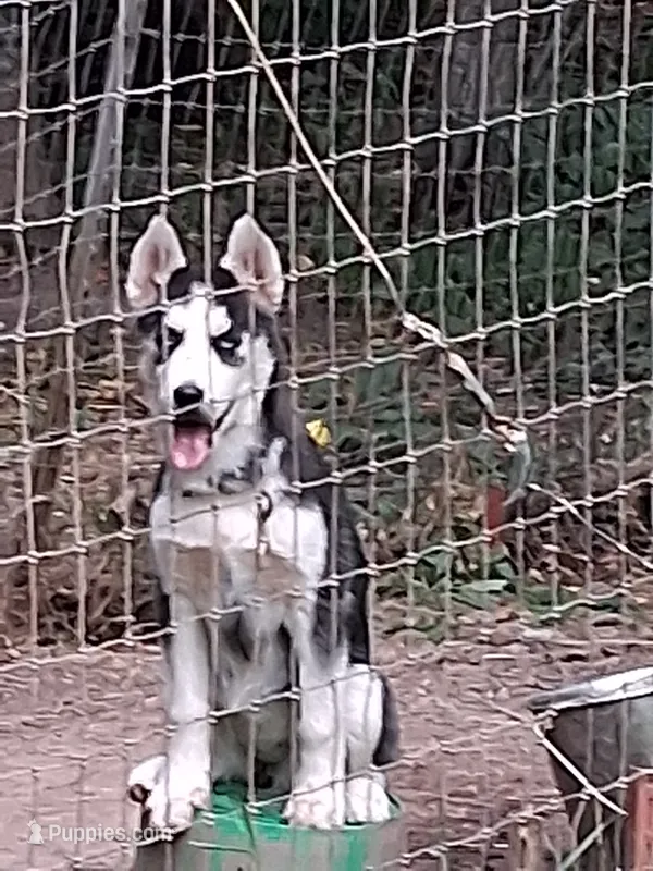 Midnight  – Siberian Husky puppy for sale in Kerrick, MN