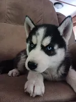 Balto, a male Siberian Husky for sale in Kerrick, MN – 3 of 4
