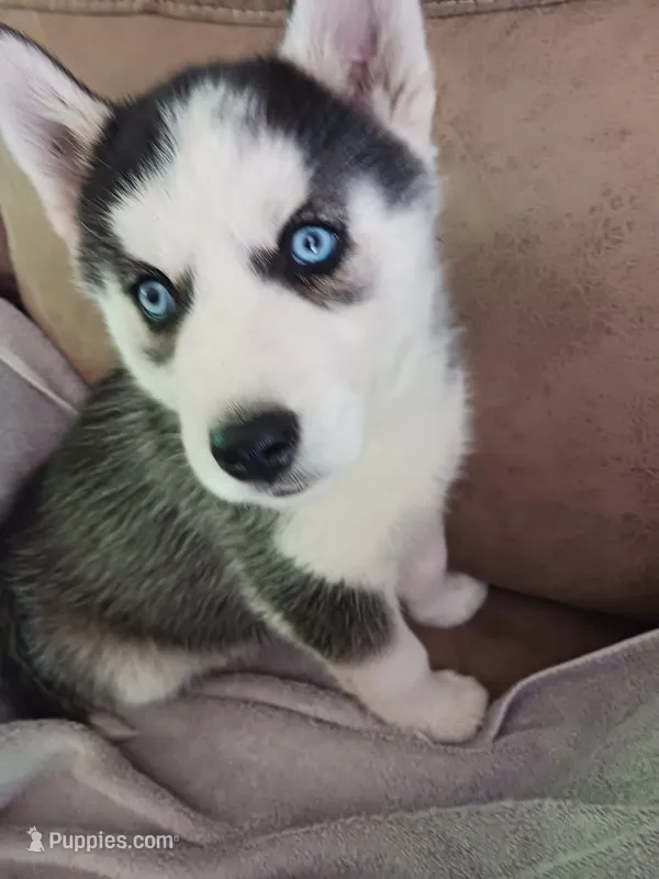 Midnight  – Siberian Husky puppy for sale in Kerrick, MN