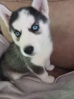 Midnight , a female Siberian Husky for sale in Kerrick, MN – 1 of 5
