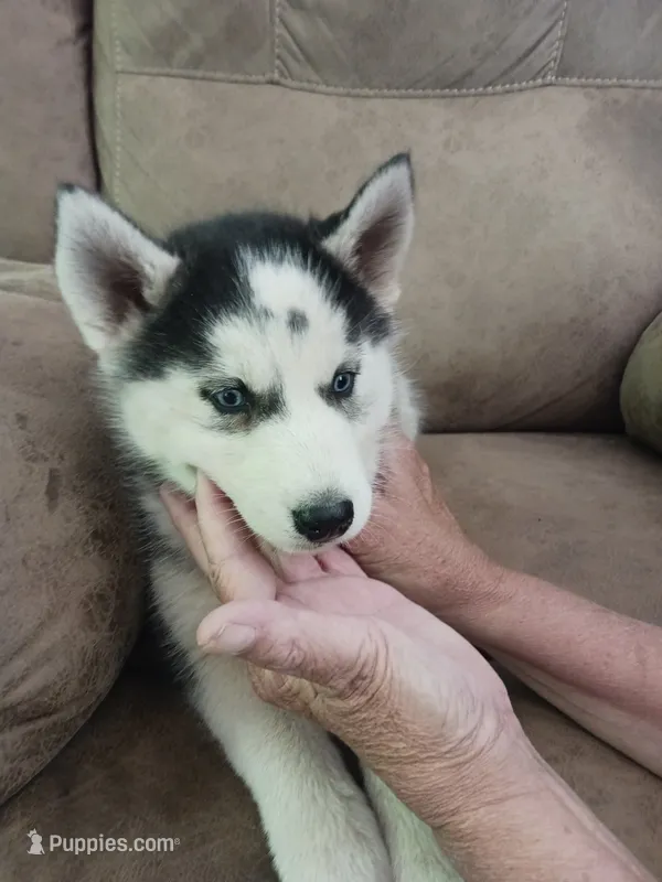 Boris – Siberian Husky puppy for sale in Kerrick, MN