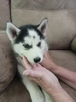 Boris, a male Siberian Husky for sale in Kerrick, MN – 1 of 3