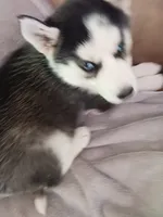 Midnight , a female Siberian Husky for sale in Kerrick, MN – 2 of 5