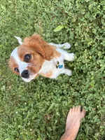 Benson Bone, a male Cavalier King Charles Spaniel for sale in Hebron, IN – 2 of 2