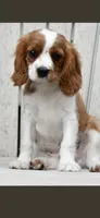 Benson Bone, a male Cavalier King Charles Spaniel for sale in Hebron, IN – 1 of 2
