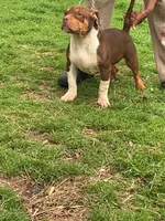 Rollo, a male American Bully for sale in Decatur, AL – Photo 2 of 3