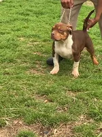 Rollo, a male American Bully for sale in Decatur, AL – Photo 3 of 3