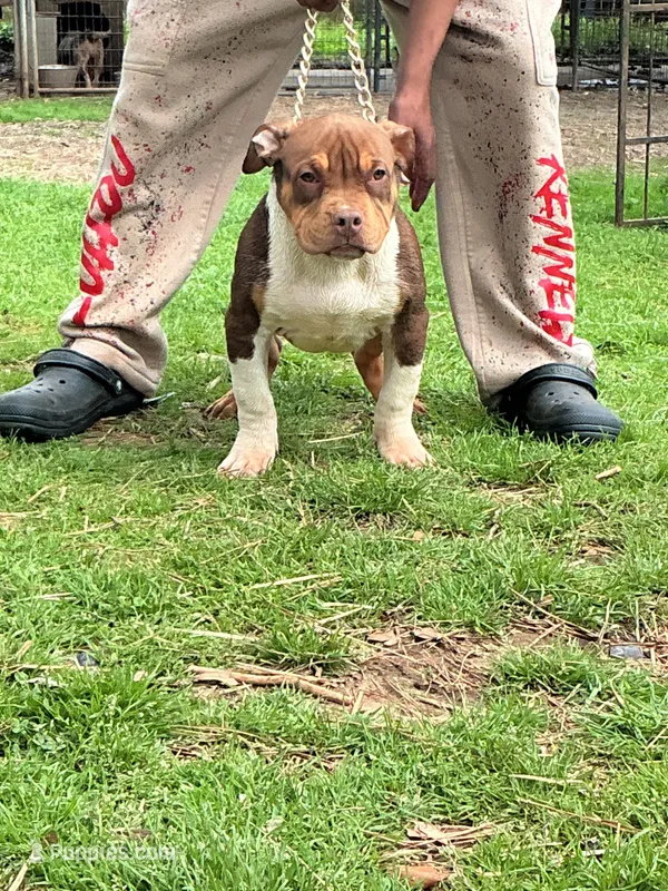 Rollo – American Bully puppy for sale in Decatur, AL