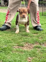 Rollo, a male American Bully for sale in Decatur, AL – Photo 1 of 3