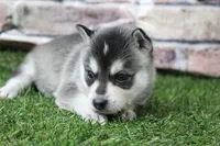 Sophie , a female Alaskan Klee Kai for sale in Maurice, IA – 7 of 8