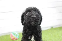 Hank , a male Kerry Blue Terrier for sale in Maurice, IA – 3 of 7
