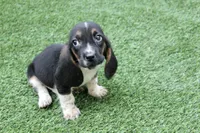 Walter , a male Basset Hound for sale in Maurice, IA – 7 of 7