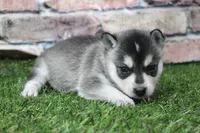 Sophie , a female Alaskan Klee Kai for sale in Maurice, IA – 8 of 8