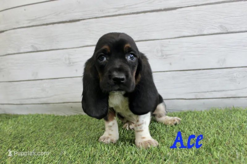 Ace  – Basset Hound puppy for sale in Maurice, IA