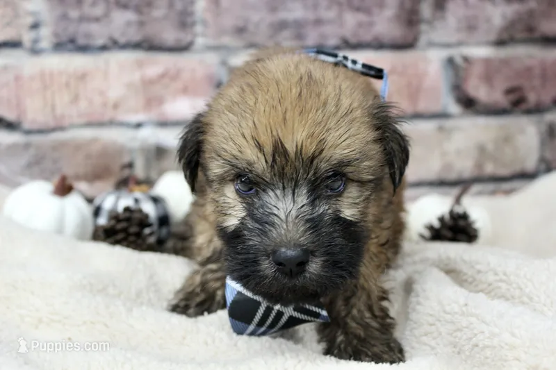 Jasper  – Soft Coated Wheaten Terrier puppy for sale in Maurice, IA