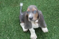 Frankie , a male Basset Hound for sale in Maurice, IA – 7 of 9
