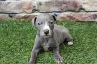 Atlas , a male Italian Greyhound for sale in Maurice, IA – 3 of 6