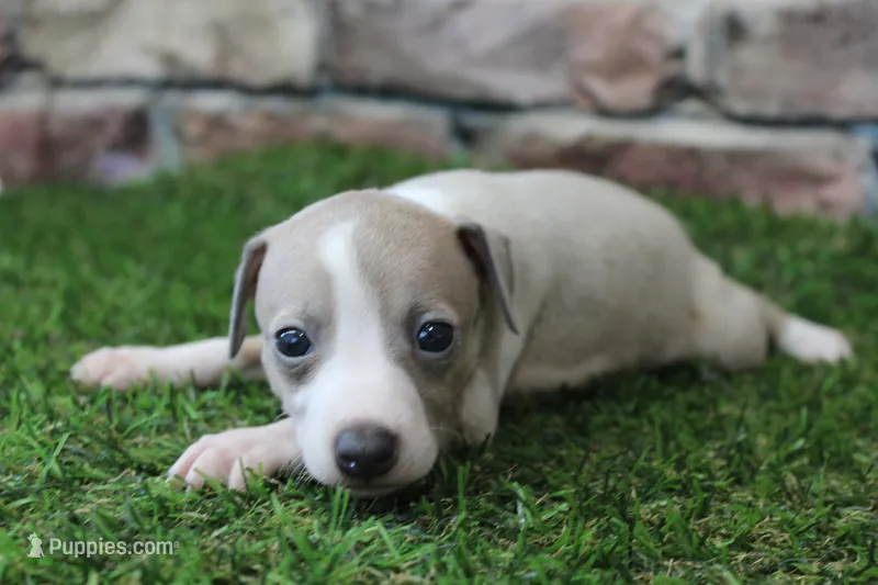 Jade  – Italian Greyhound puppy for sale in Maurice, IA