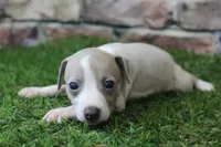Jade , a female Italian Greyhound for sale in Maurice, IA – 1 of 6