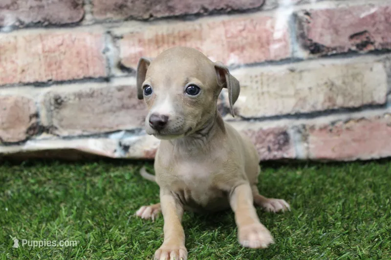 Misty  – Italian Greyhound puppy for sale in Maurice, IA