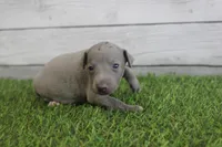 Hazel , a female Italian Greyhound for sale in Maurice, IA – 2 of 4