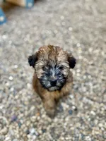 Sophie , a female Soft Coated Wheaten Terrier for sale in Maurice, IA – 4 of 5