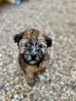 Sophie , a female Soft Coated Wheaten Terrier for sale in Maurice, IA – 5 of 5