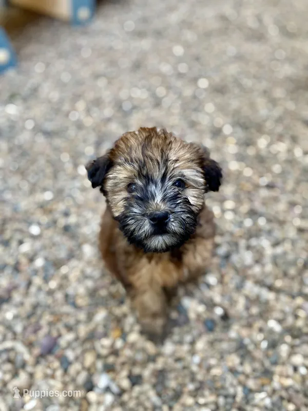 Sophie  – Soft Coated Wheaten Terrier puppy for sale in Maurice, IA