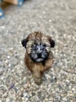 Sophie , a female Soft Coated Wheaten Terrier for sale in Maurice, IA – 1 of 5