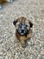 Sophie , a female Soft Coated Wheaten Terrier for sale in Maurice, IA – 3 of 5