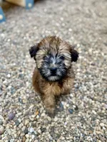 Sophie , a female Soft Coated Wheaten Terrier for sale in Maurice, IA – 2 of 5